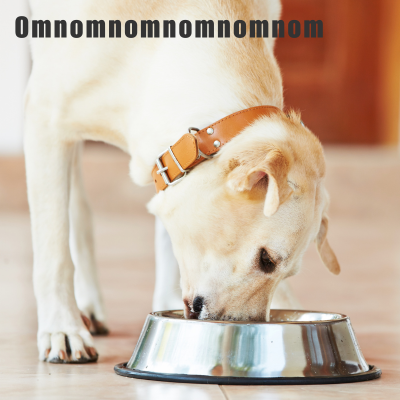 Meme of a yellow lab enthusiastically eating food from a metal bowl