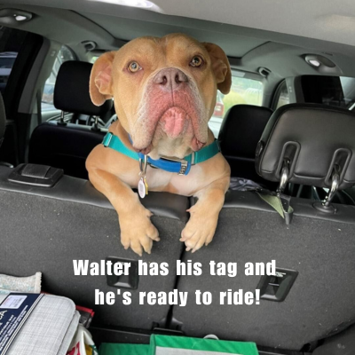 meme of a dog wearing a pethub tag and hanging out in the back of a car