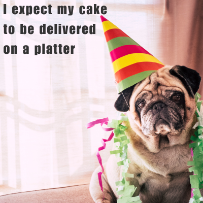 fat pug wearing a birthday hat and looking sad at the camera
