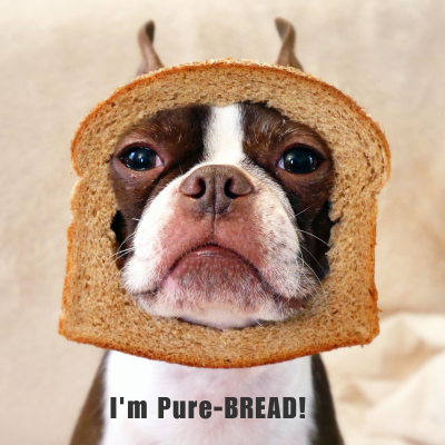 brown boston terrier with a piece of bread on its face