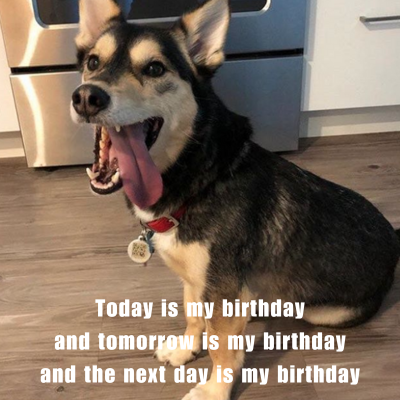 meme of a husky who believes every day is its birthday