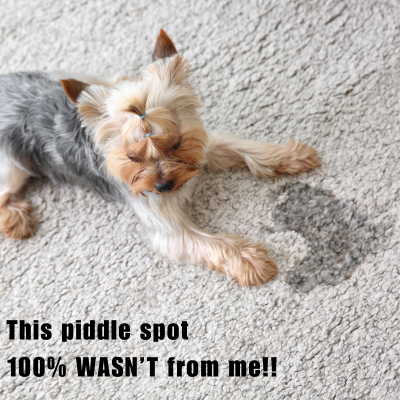 yorkie on a light colored carpet with a urine stain on it