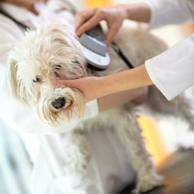 scruffy white dog standing on a table at a veterinary clinic being scanned for a micrchip