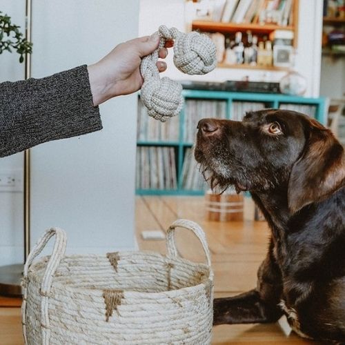 Dog playing with yarn ball toy