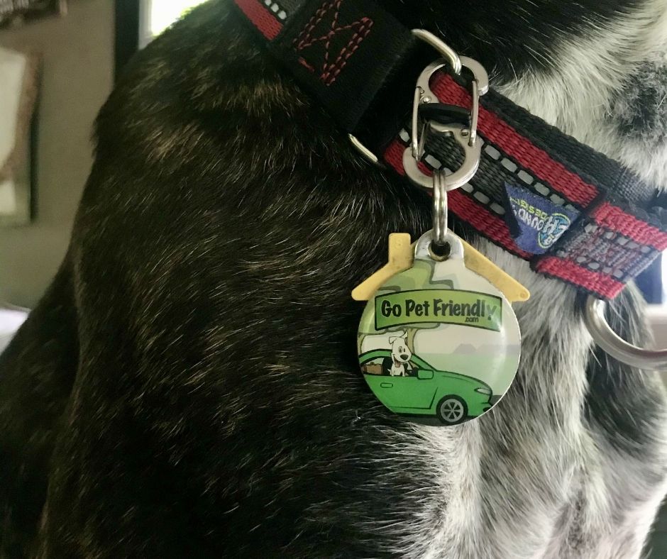 Dog with GoPetFriendly PetHub tag on collar