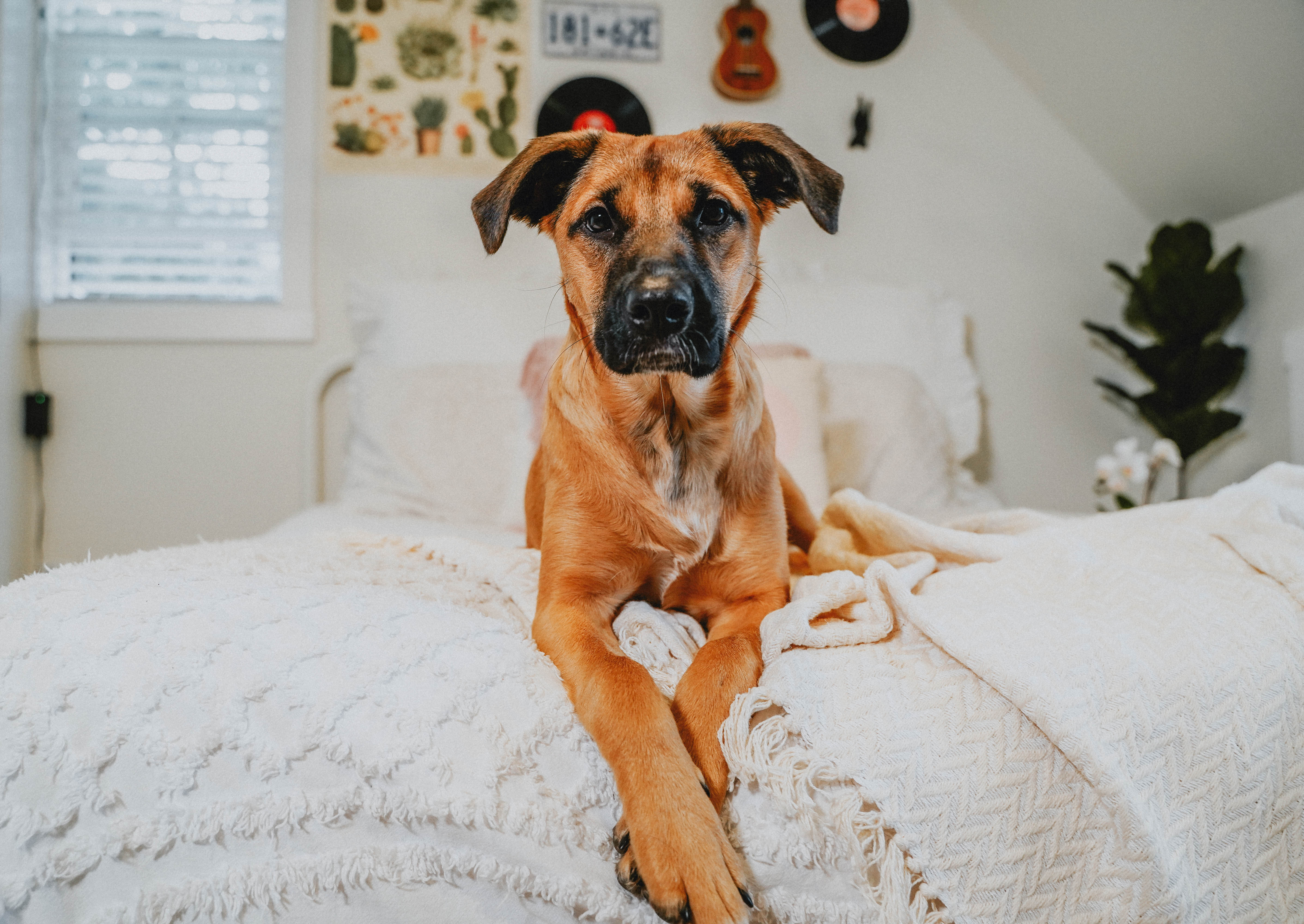 Dog sitting on bed