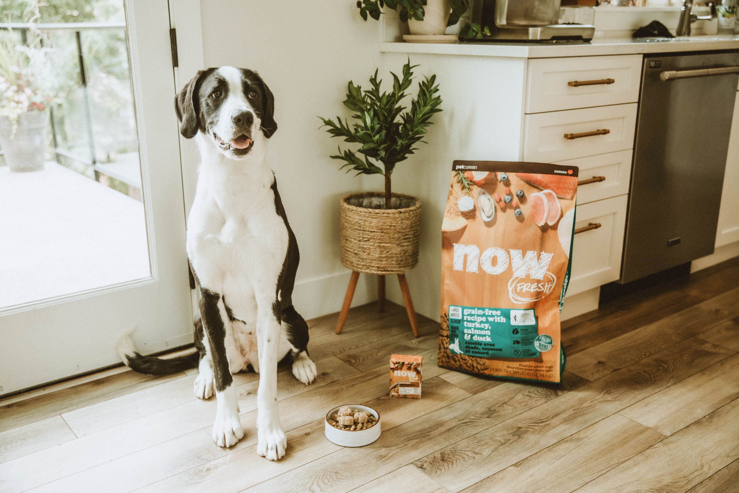 Senior dog sitting next to dog food in a kitchen