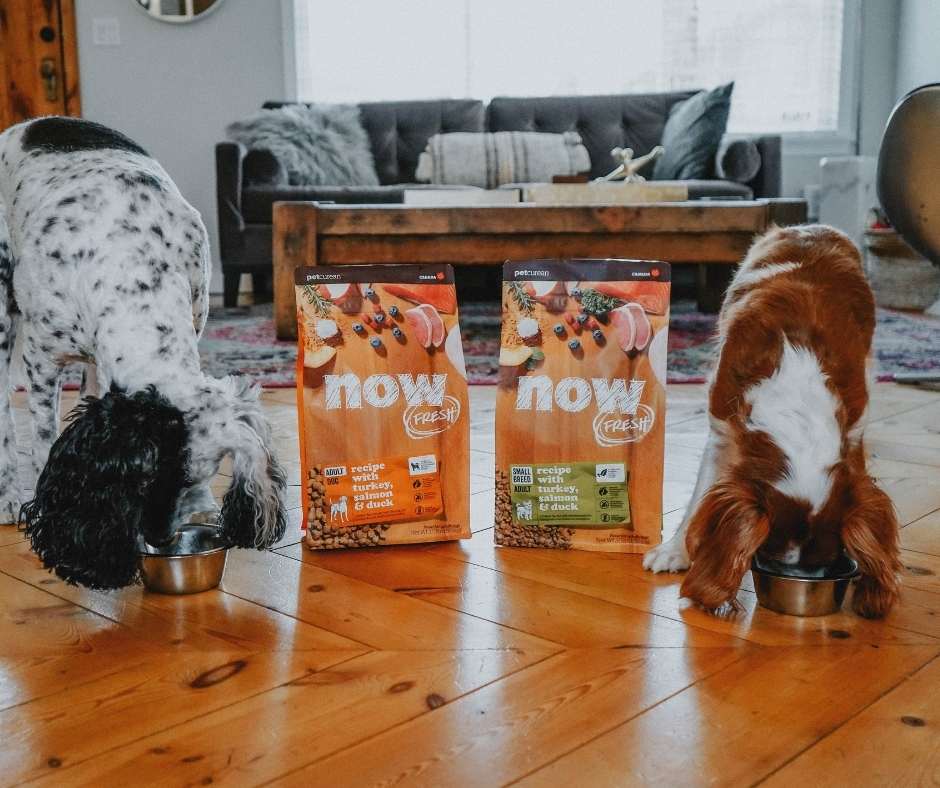 Two dogs Next to a bag of Now Fresh Dog Food