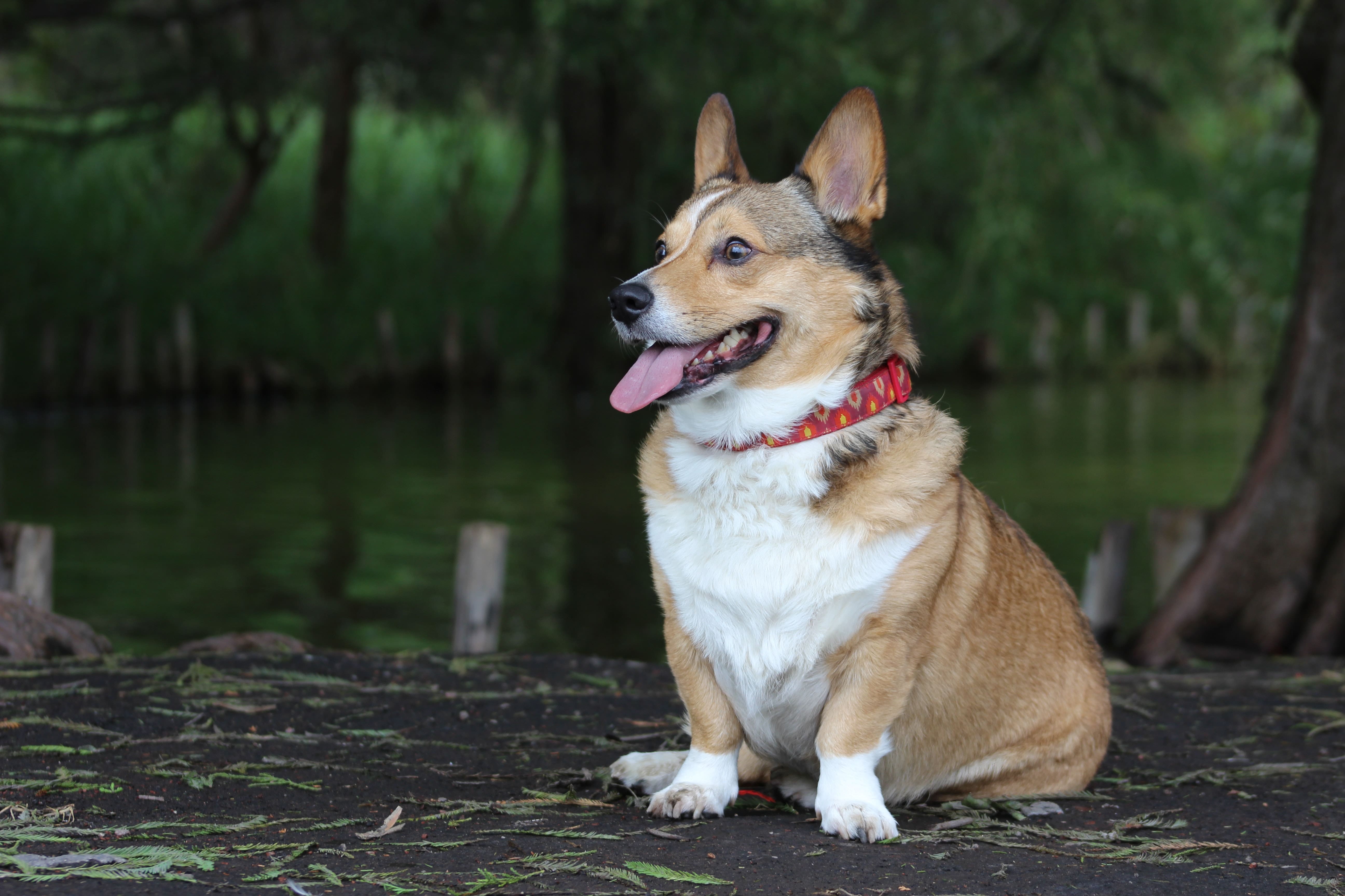 Obese dog sitting in the grass