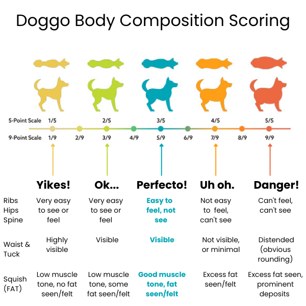 dog BCS scoring chart
