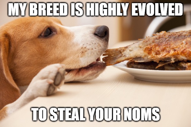 meme of a beagle trying to steal a sandwich from a plate