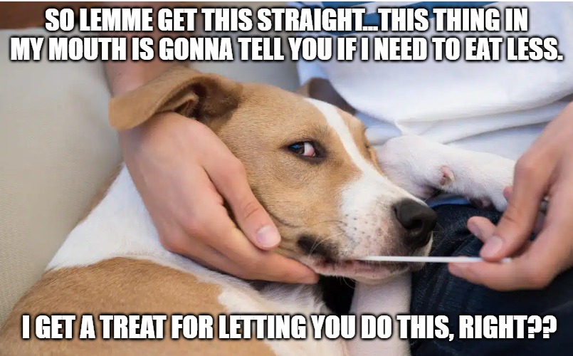 meme of a tan and white dog getting it's mouth swabbed