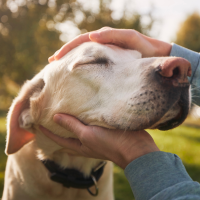 older yellow lab sitting outside and having its head pet by an owner