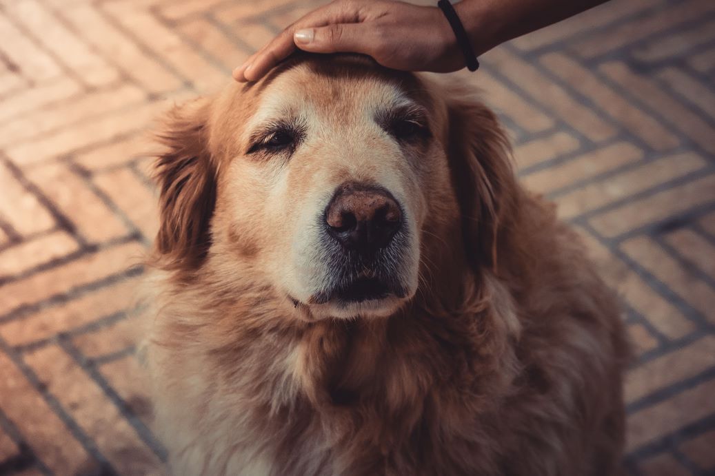 Old Golden Retriever receiving pets on the head