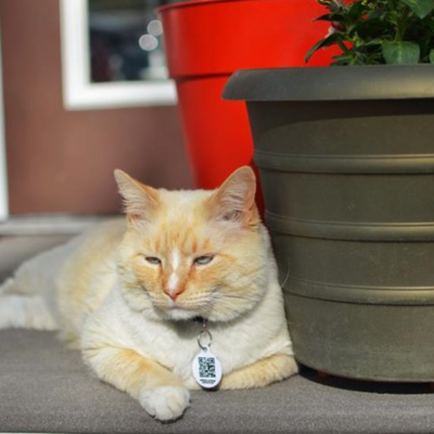 orange cat sitting on front steps wearing a collar and pethub tag