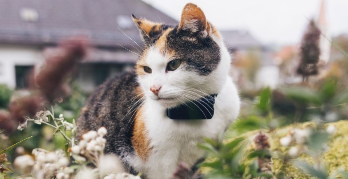 Outdoor cat in a Tractive GPS collar
