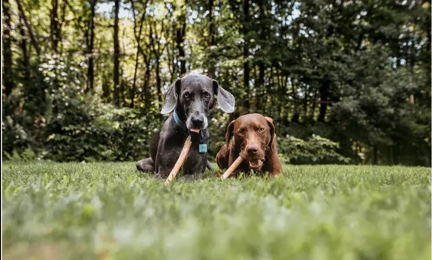 Two dogs chewing Pawstruck beef collagen chews