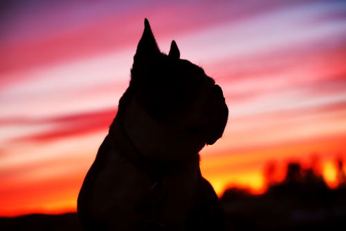 dog in a sunset showing its silhuette
