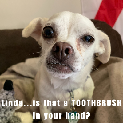 meme of a small chihuahua mix smiling 