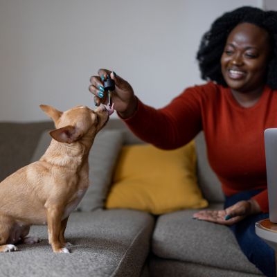 female pet owner giving a chihuaha CBD with a dropper on its tongue