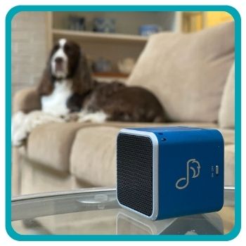 Dog listening to its pet acoustic box 