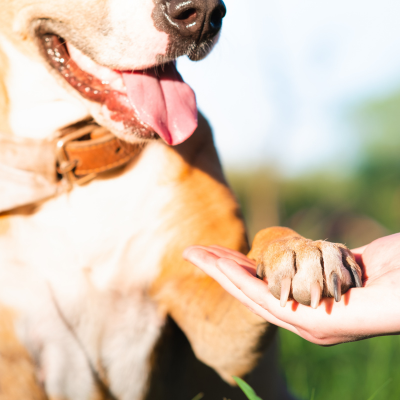 dog's paw being held by a person