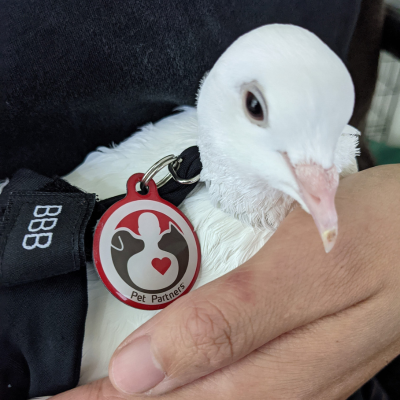 a white pigeon wearing a pethub tag