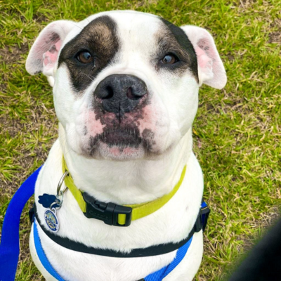 white and brown pitbull type dog wearing a collar and PetHub tag