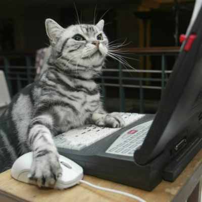 grey, white, and black tabbie cat sitting at a laptop with its paw on the mouse