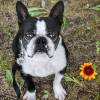 Boston Terrier in a field with flowers wearing a collar and PetHub tag
