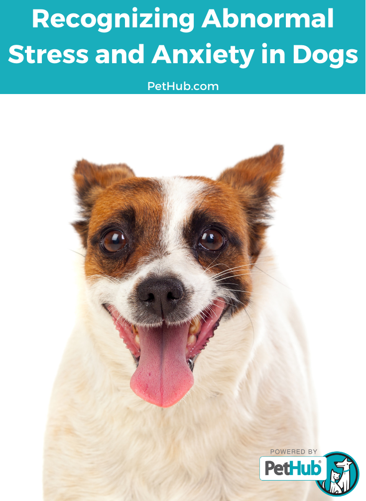 PetHub critter 'Recognizing abnormal stress and anxiety in dogs'