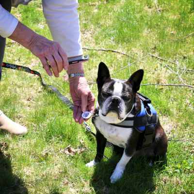 black and white senior boston terrier wearing a PetHub tag that's being scanned by a smart phone