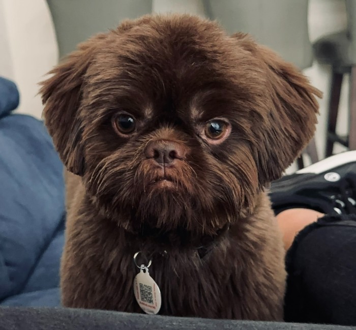 scruffy brown dog looking at camera and wearing a PetHub tag