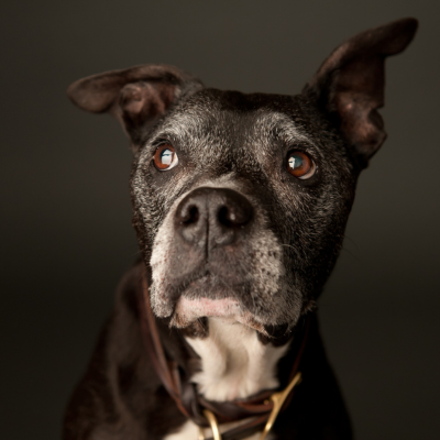 senior black and white pitbull type dog with a dark background