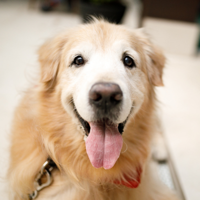 Senior golden retriever. Smiling and looking at the camera