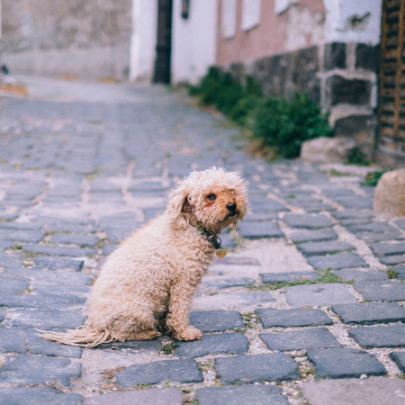 shaggy tan dog with a leash and collar alone in the middle of a street