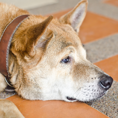 shiba inu mix laying on the floor wearing a collar
