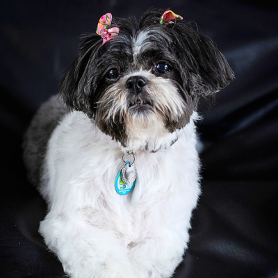 black and white shih tzu dog with pink ribbons wearing a PetHub tag