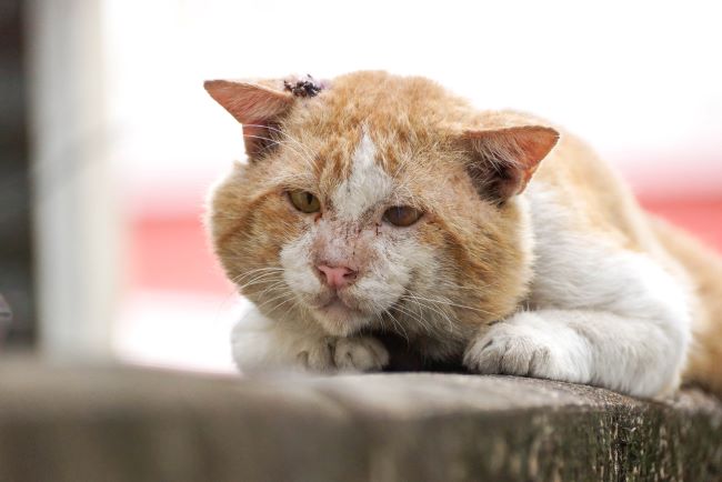 Sick old lost cat on top of stone wall