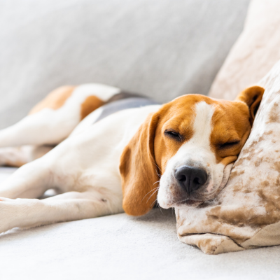 sleeping beagle with its head on a pillow