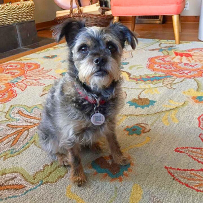 small mixed breed dog in an apartment on a colorful rug