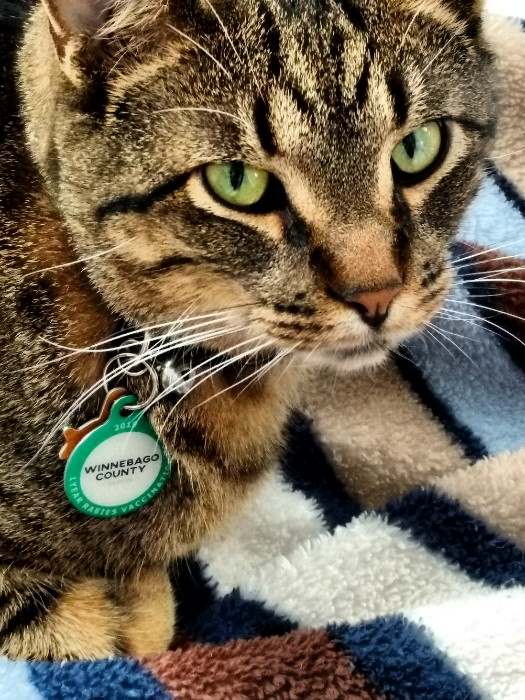 dark colored tabbie cat looking at camera wearing a PetHub tag from Winnebago County
