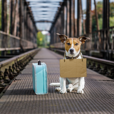 rat terrier sitting on a bridge with a suitcase and sign around its neck