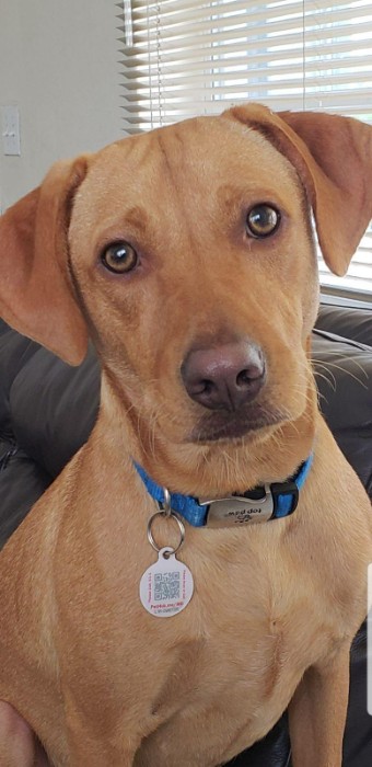 tan medium sized dog looking at camera wearing a collar and PetHub tag