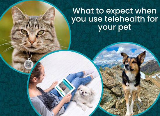 three circles with images including a grey tabby cat wearing a pethub tag, a person with a tablet on their lap and a cat on their lap and a tan and black dog standing outside near mountains