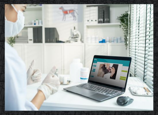 telehealth veterinarian looking at a laptop screen and a telehealth chat