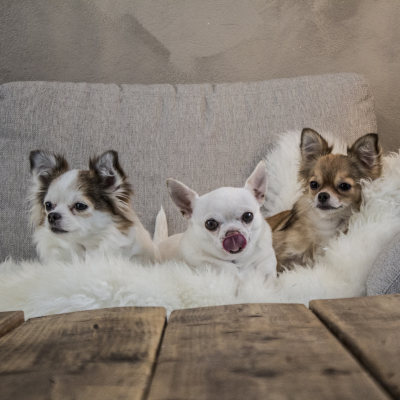 three chihuahuas sitting on a couch
