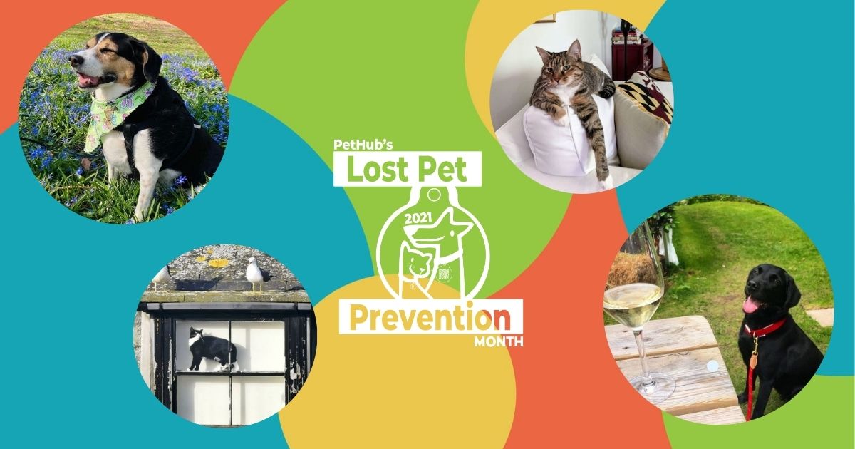 Lost Pet Prevention Month logo surrounded by dogs and cats