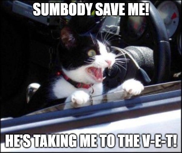 Meme of a black and white cat meowing as it puts its head out the car window