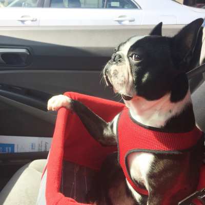 Black and white Boston Terrier sitting in a car booster seat and secured in a vehicle